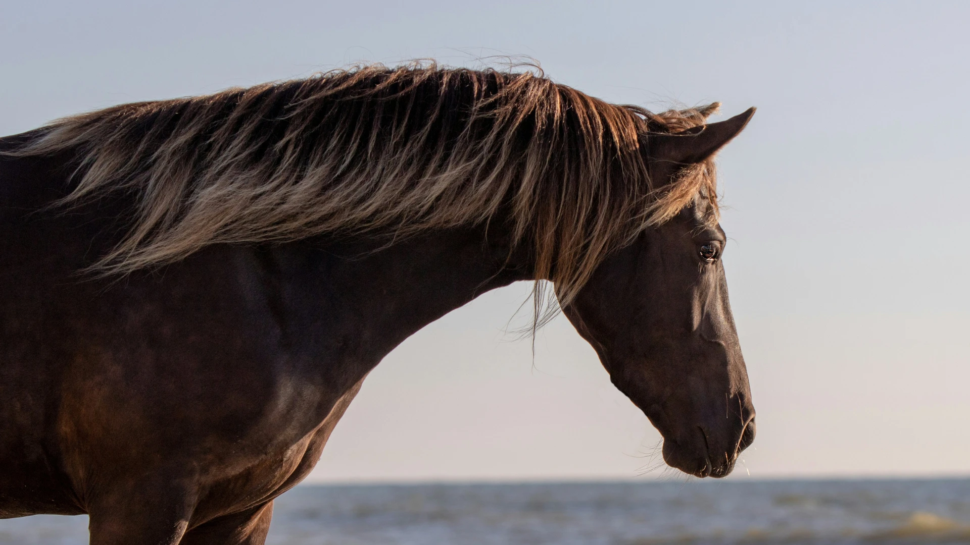 Equine