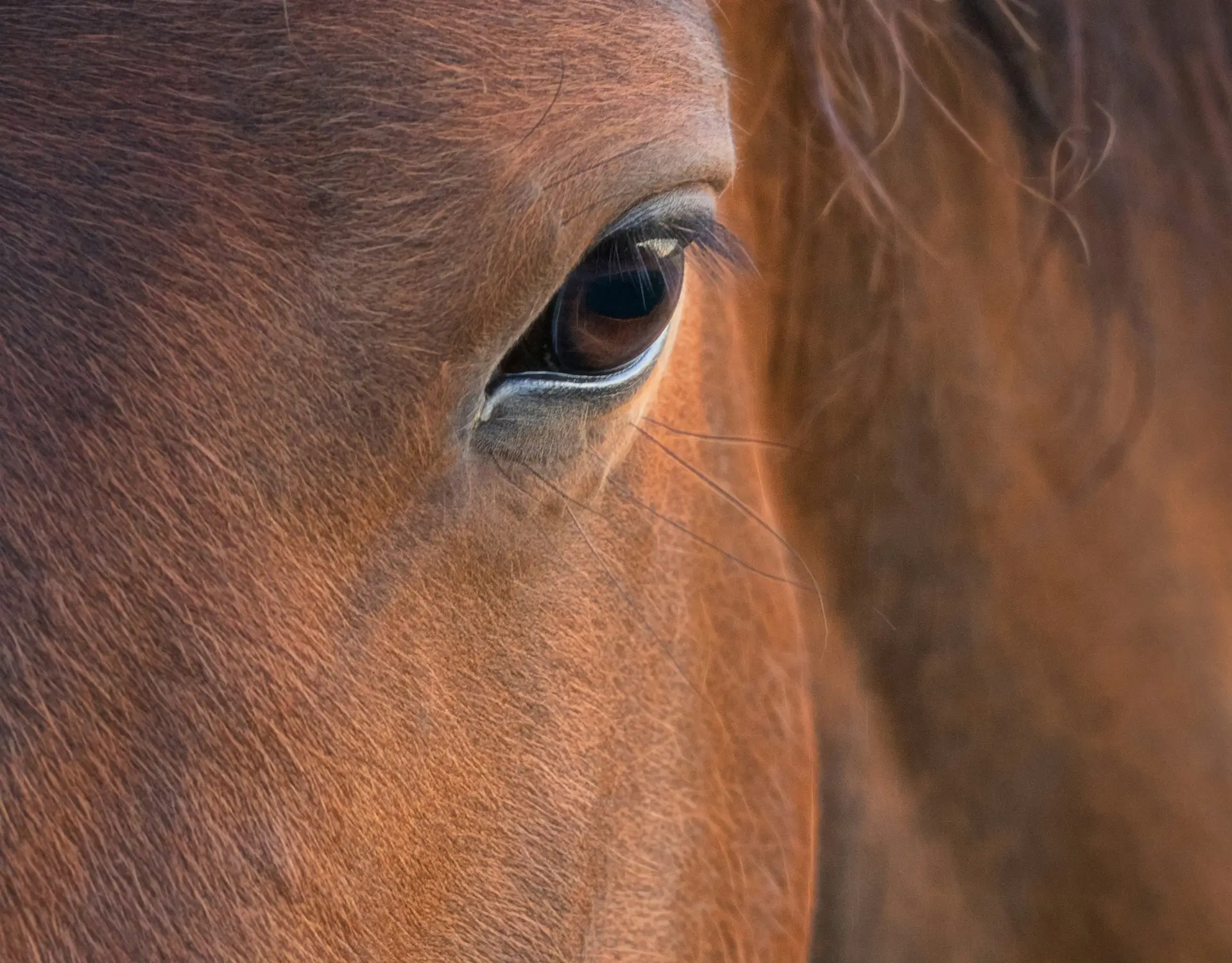 equines