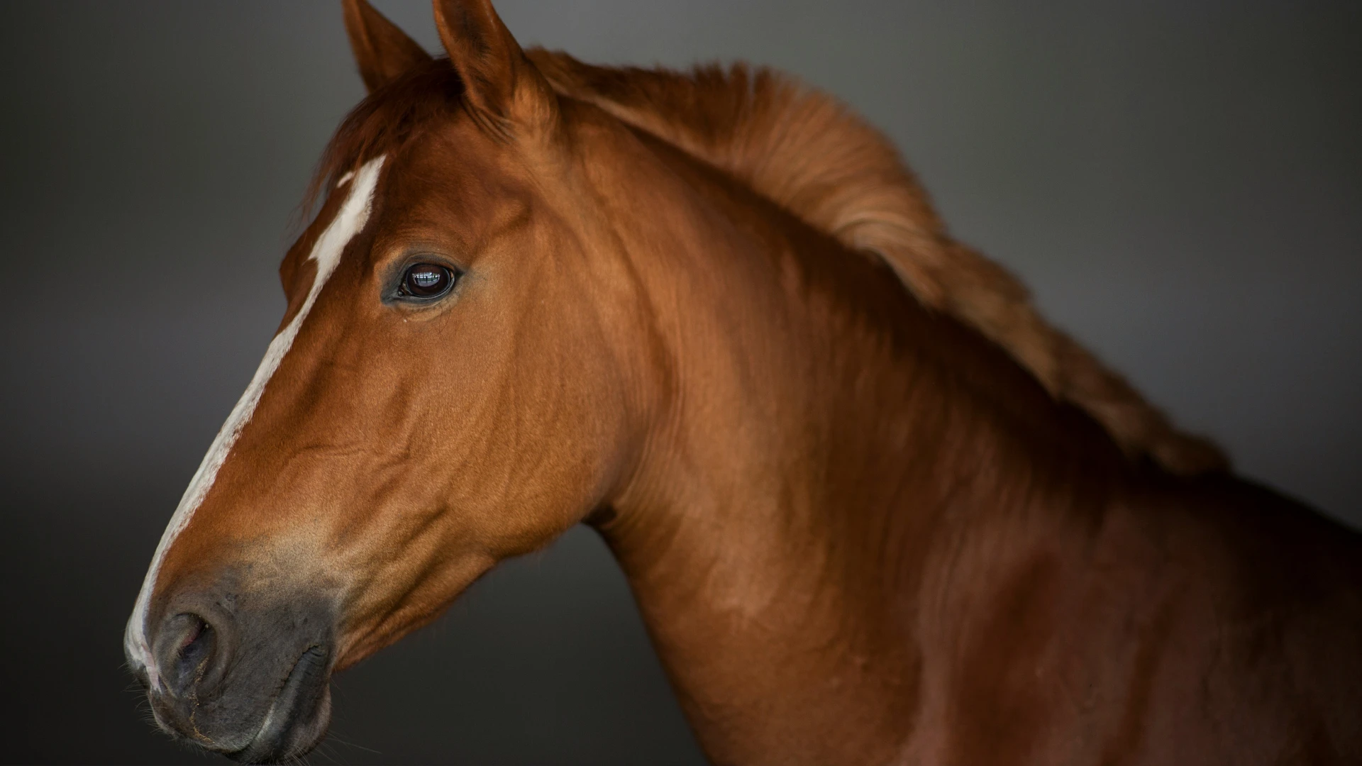 Equine