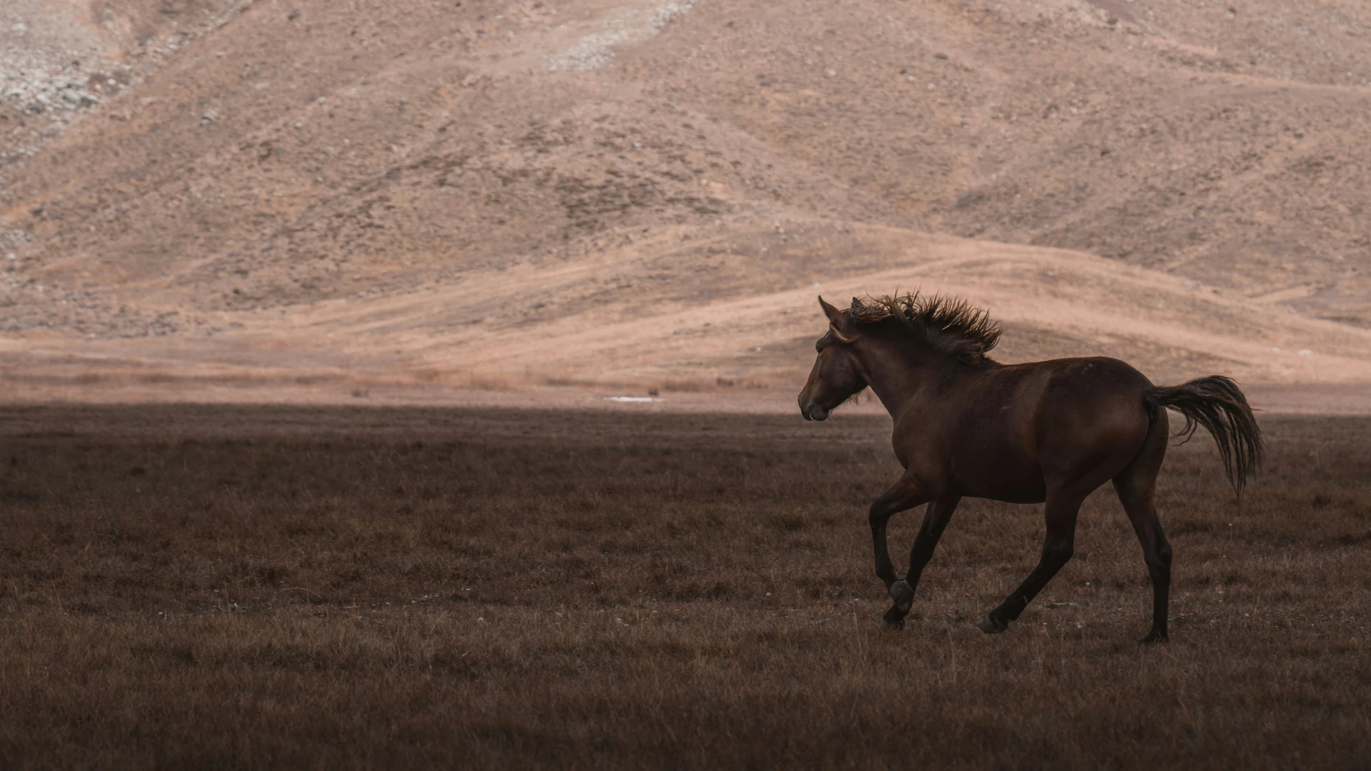 Equine