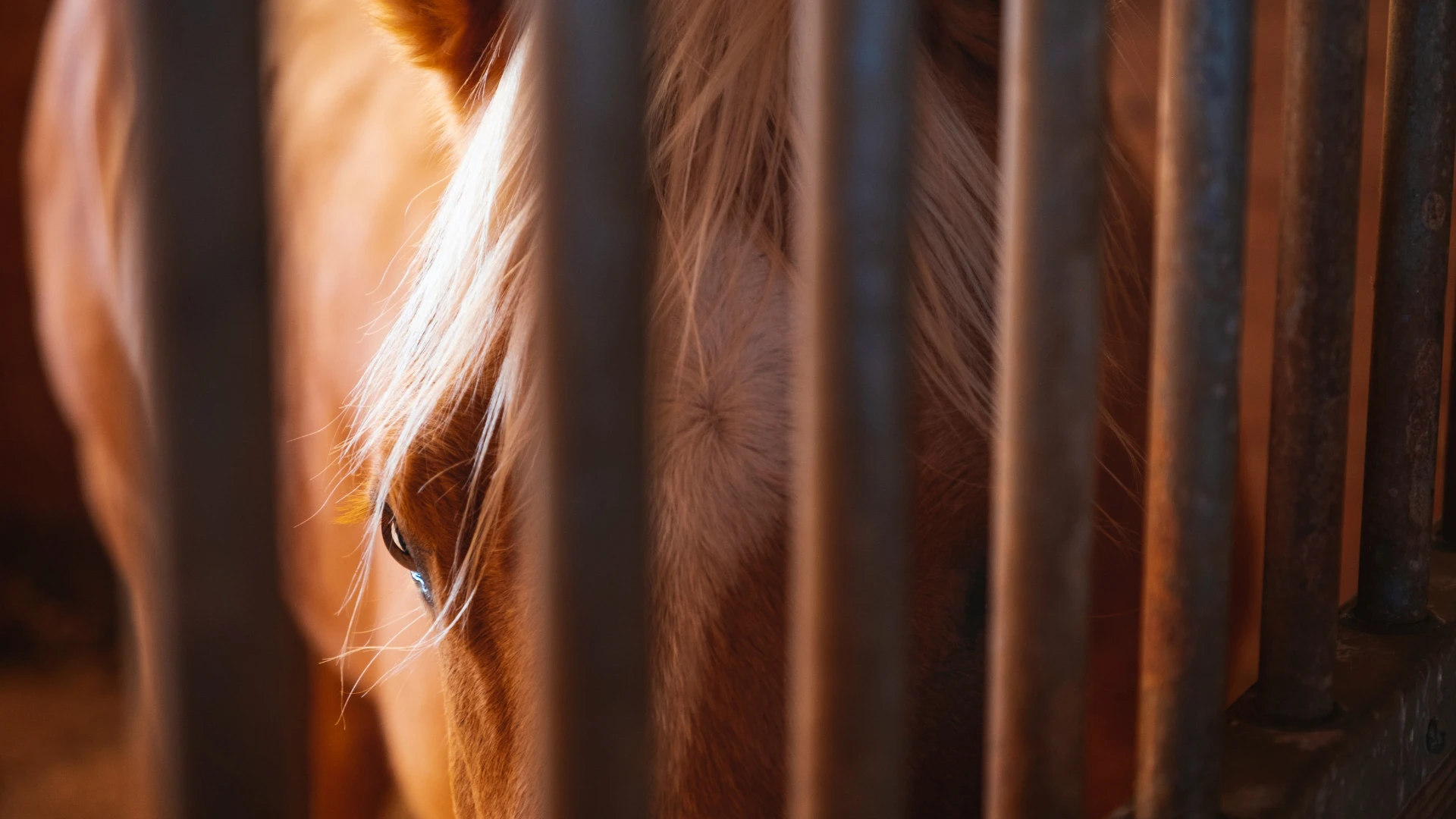 Equine
