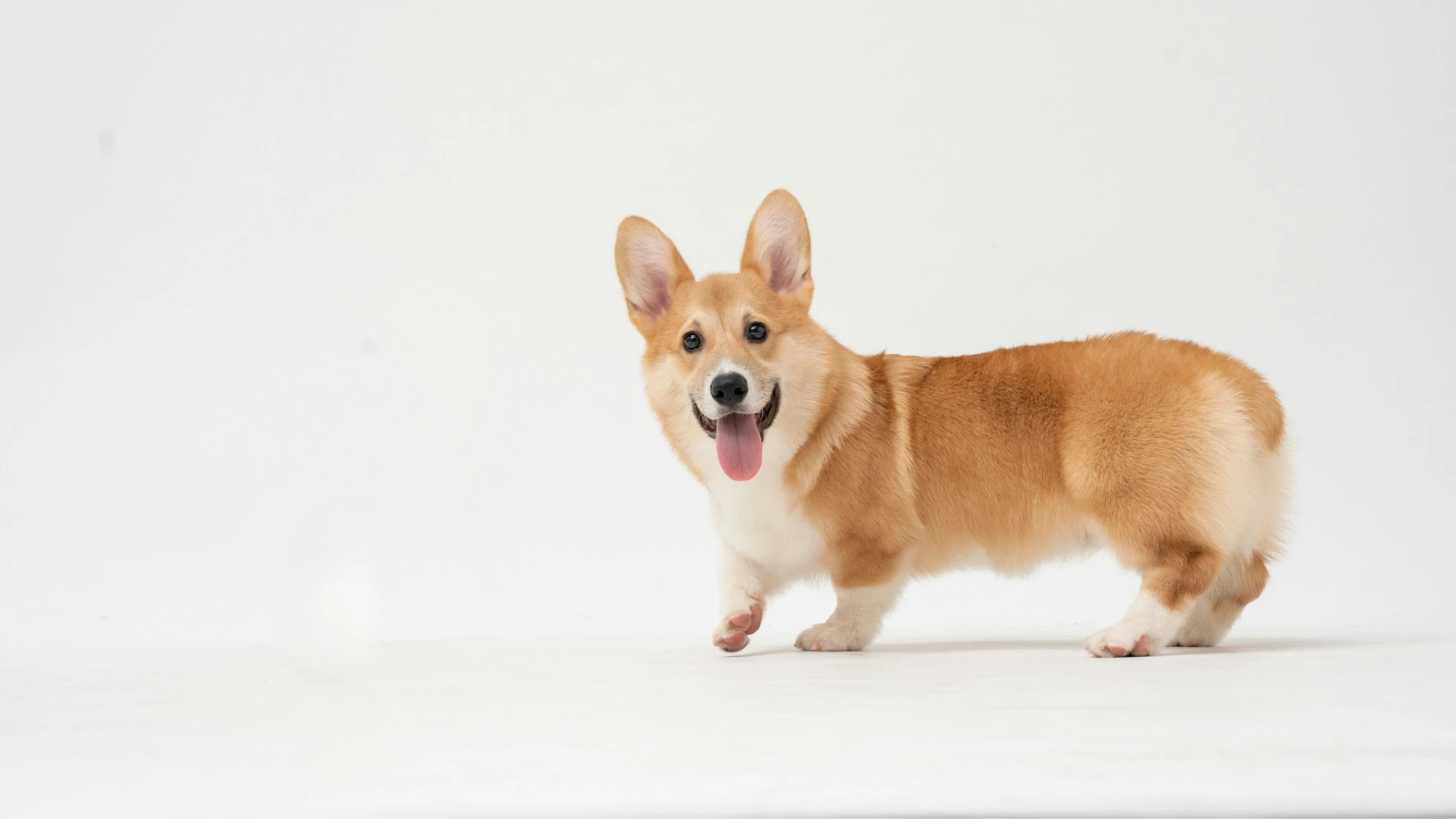 Small Animals
