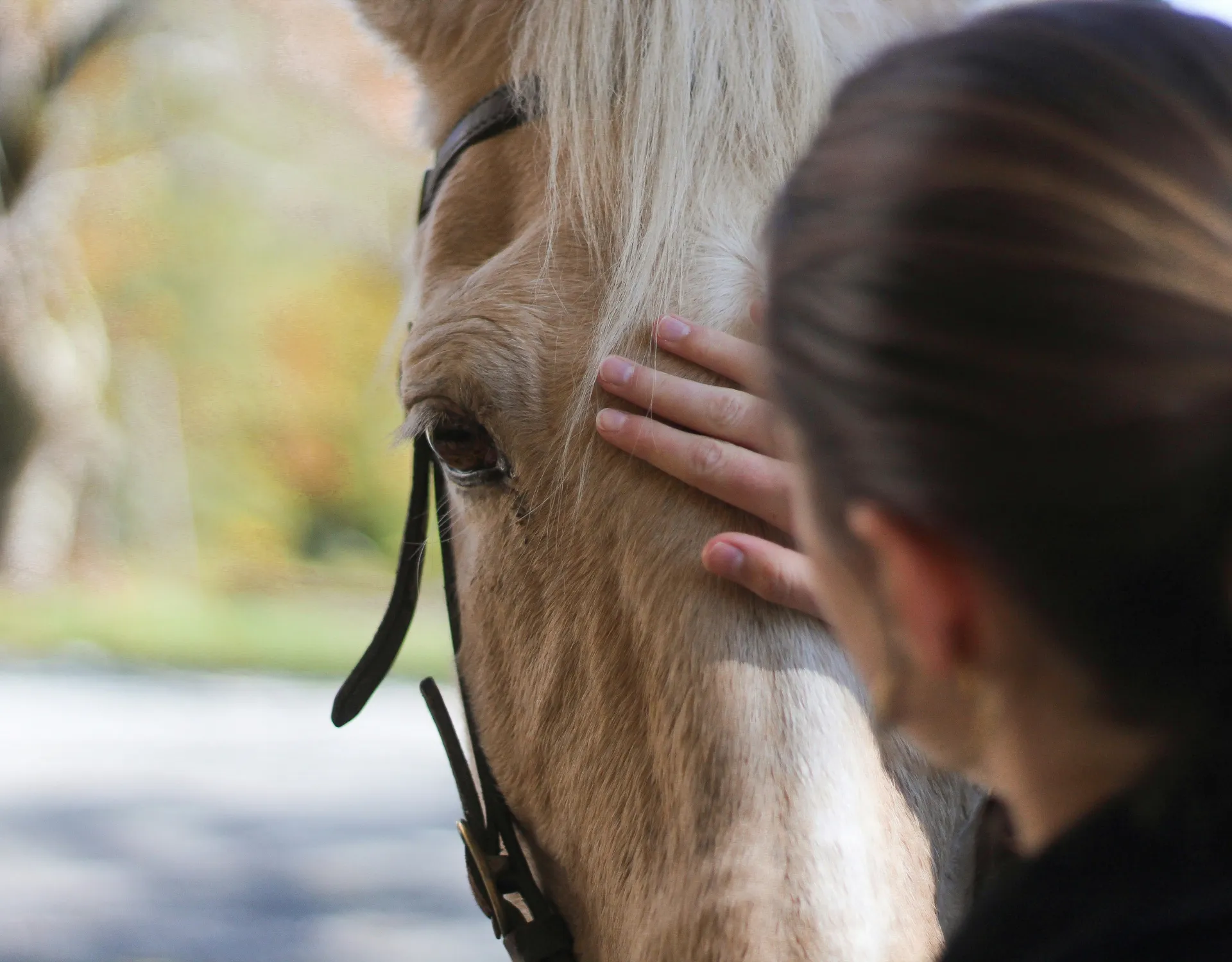Equine